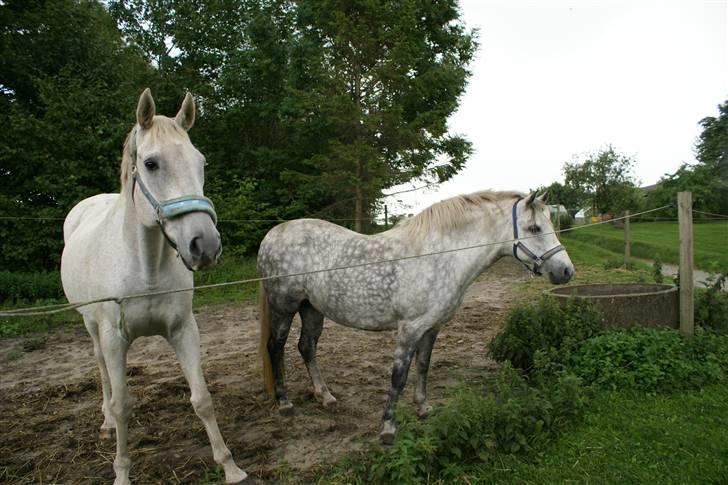 Anden særlig race Sølvstenens Sheik *solgt* - På fold herhjemme sammen med Reja <3 billede 5