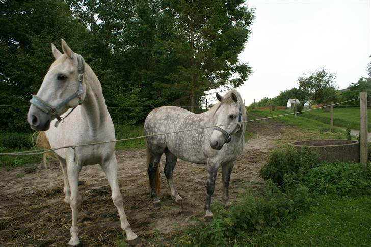 Anden særlig race Sølvstenens Sheik *solgt* - Sheik & Reja billede 6