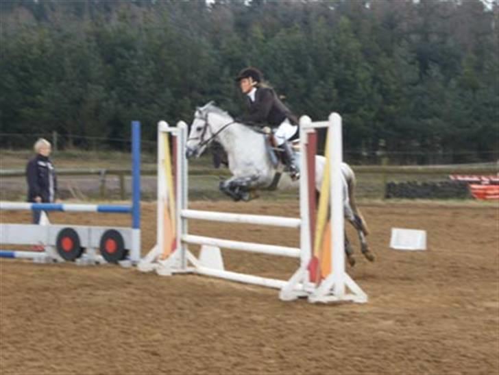 Hollandsk Sportspony Rainy Lake billede 12