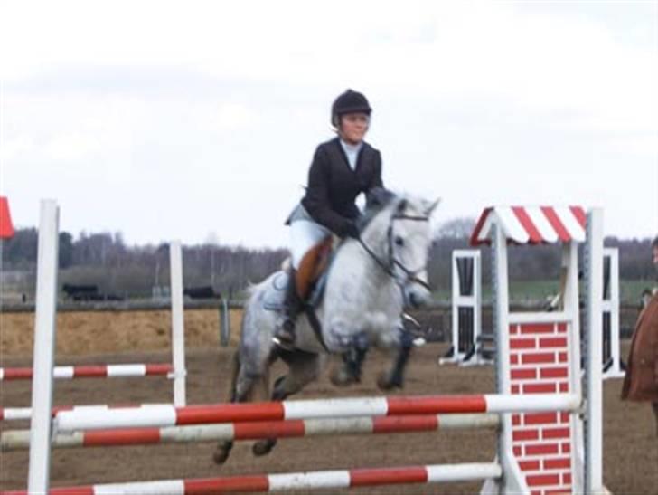 Hollandsk Sportspony Rainy Lake billede 13