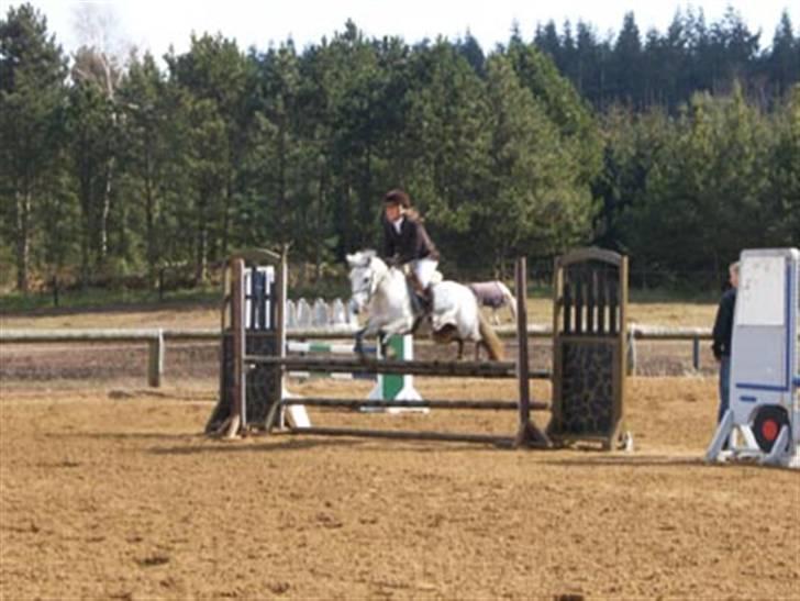 Hollandsk Sportspony Rainy Lake billede 14