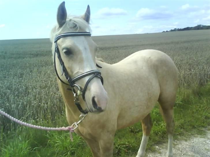 Palomino Nathalie"solgt d.12/9-10" - Fine Natha på tur ;) billede 11