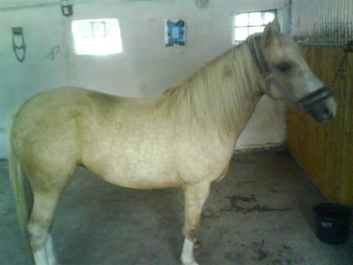 Palomino Nathalie"solgt d.12/9-10" - Fine Natha i stalden... billede 13