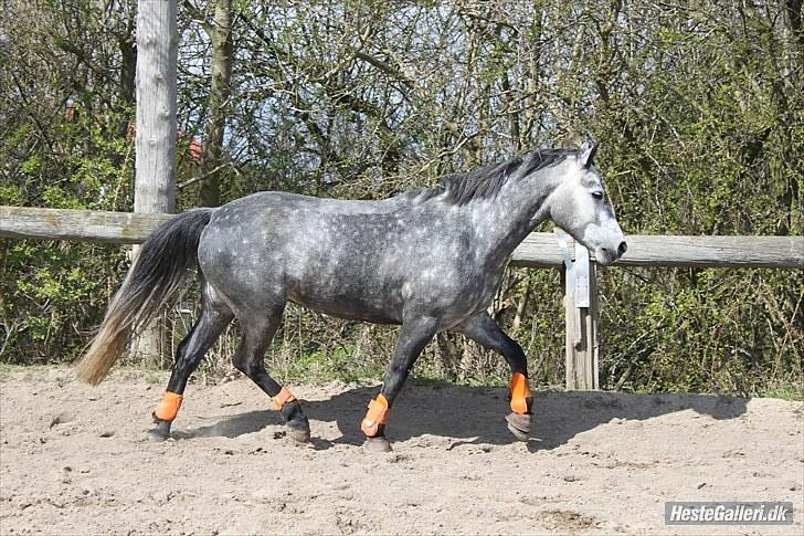 Connemara Wonder Step *Rynkemulen** - Forår 2010 - Stenholt     foto: mig billede 2