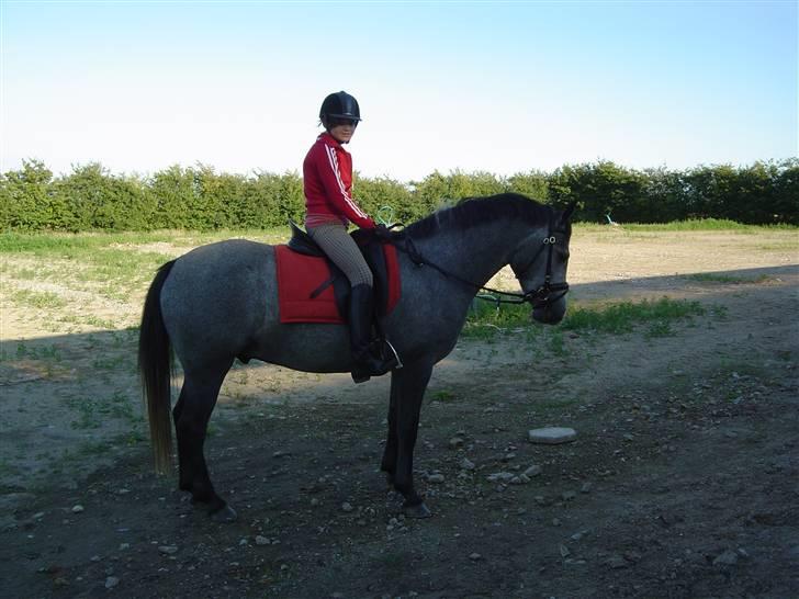 Connemara Wonder Step *Rynkemulen** - Første dag med wonder, sommer 2008 - SDR billede 3