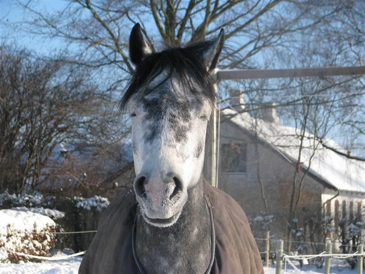 Connemara Wonder Step *Rynkemulen** - Vinter 20010 - Midtkobbel           foto: mig billede 4