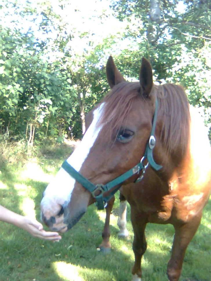 Frederiksborg Findus  billede 15