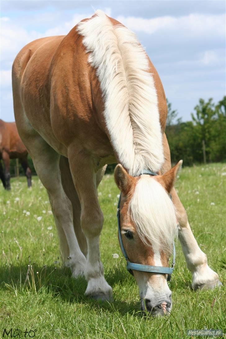Tyroler Haflinger wacholder - Velkommen til Wacholders profil billede 1