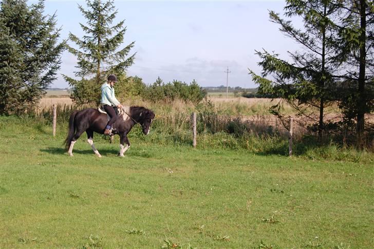 Islænder Katla *tidl. tilridning* - #18 Dygtige Katla (: billede 18