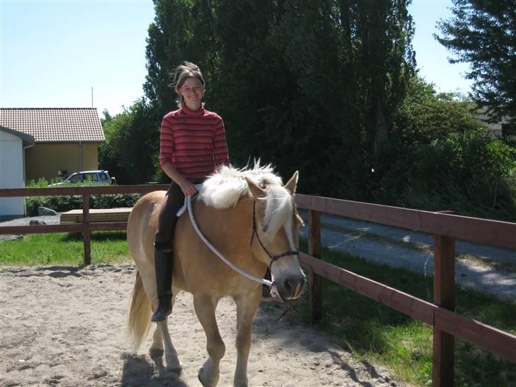 Tyroler Haflinger wacholder billede 3