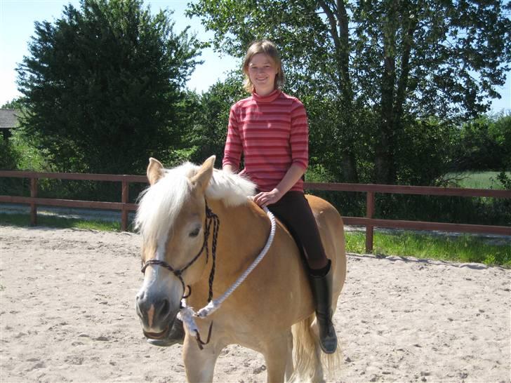 Tyroler Haflinger wacholder billede 4