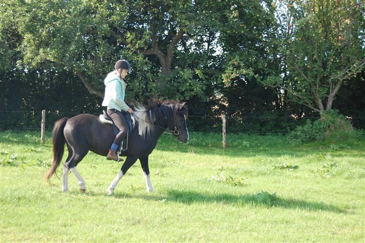 Islænder Katla *tidl. tilridning* - #19 billede 19