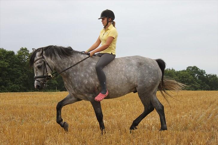 Connemara Wonder Step *Rynkemulen** - Sommer 2010 - Stenhollt   foto: mor billede 5