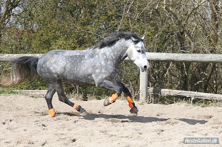 Connemara Wonder Step *Rynkemulen** - Forår 2010 - Stenholt  foto: mig billede 7