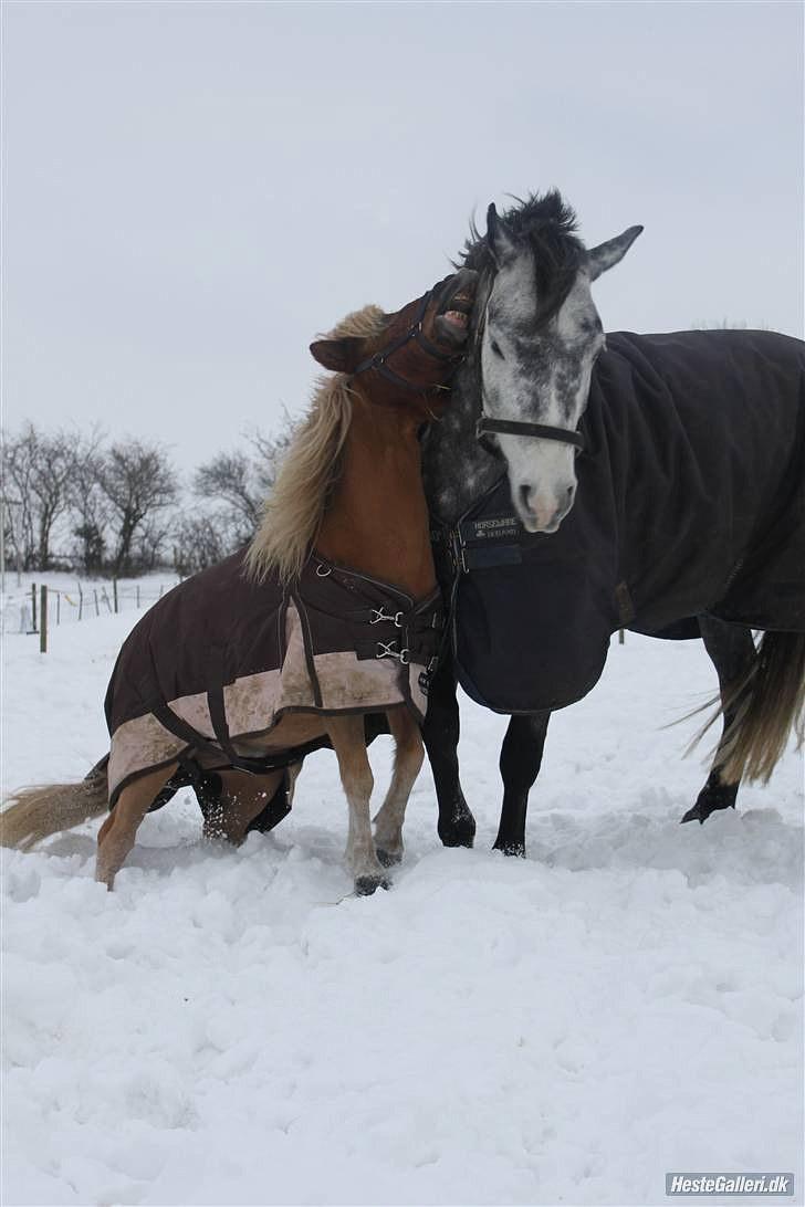 Connemara Wonder Step *Rynkemulen** - Vinter 2010 - Stenholt    foto: mig billede 9