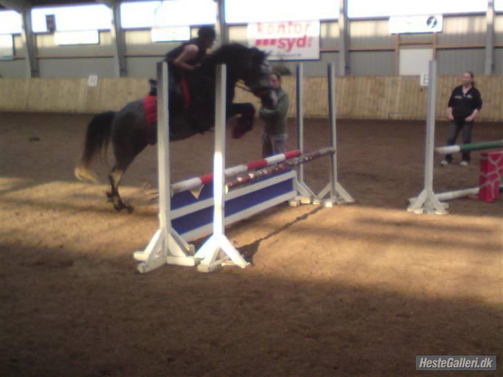 Connemara Wonder Step *Rynkemulen** - Eftreår 2008 - SDR   foto: Signe billede 11