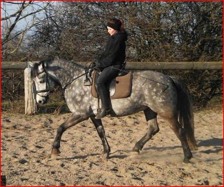Connemara Wonder Step *Rynkemulen** - Dressur 2011- Stenholt              foto: Melanie billede 13