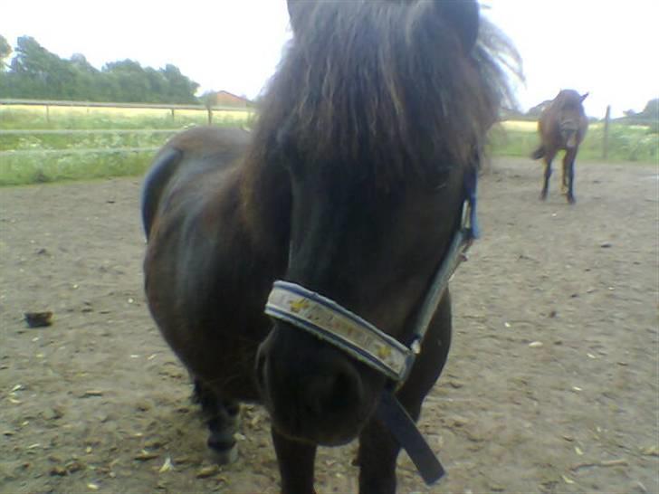 Shetlænder Jolly billede 14