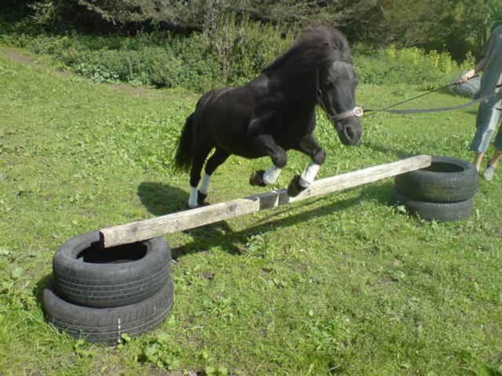 Shetlænder Beauty savner dig !! <3 - Beauty springer så fint:) foto: trine B #6 billede 6