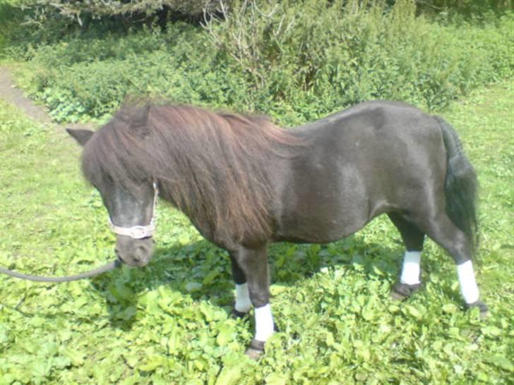 Shetlænder Beauty savner dig !! <3 - for sjov model billed:) foto: trine B #7 billede 7