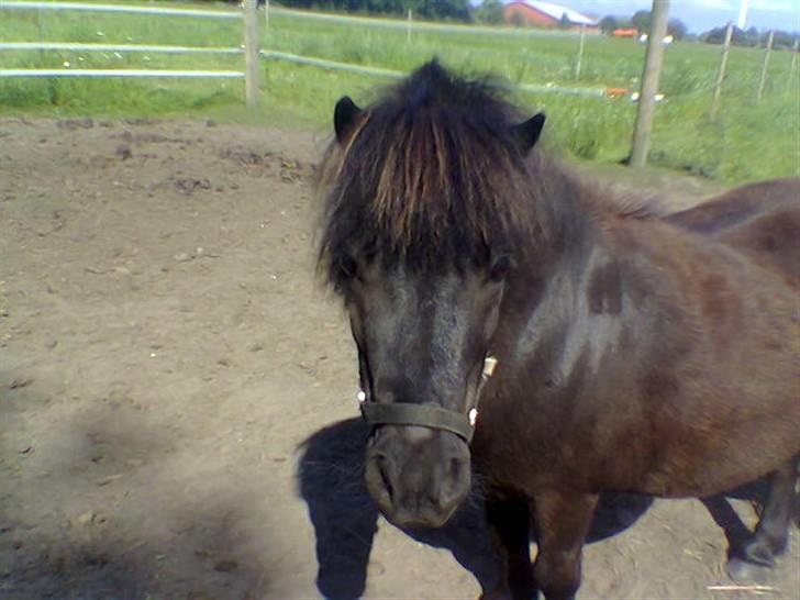 Shetlænder Jolly billede 15