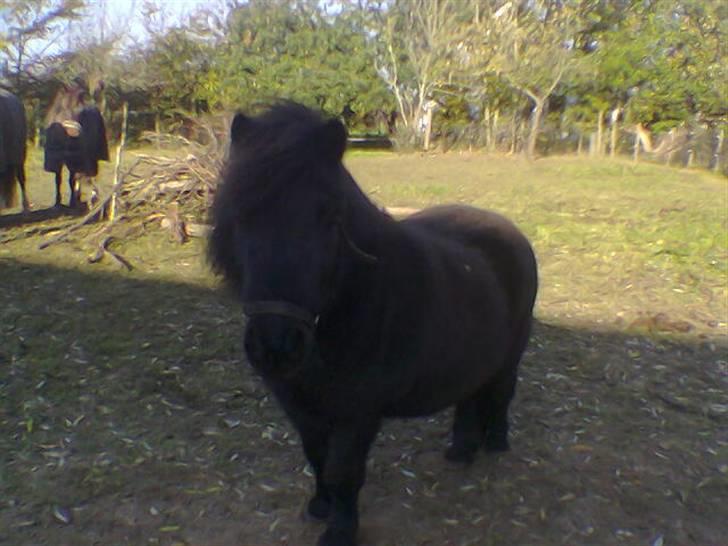 Shetlænder Jolly billede 16