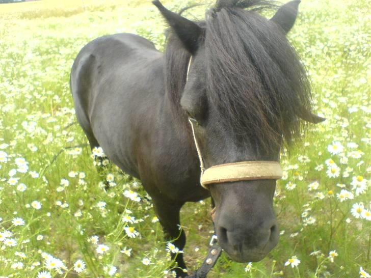 Shetlænder Sali SOLGT billede 1