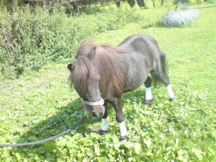 Shetlænder Beauty savner dig !! <3 - igen model billed for sjov:) foto: trine B #8 billede 8