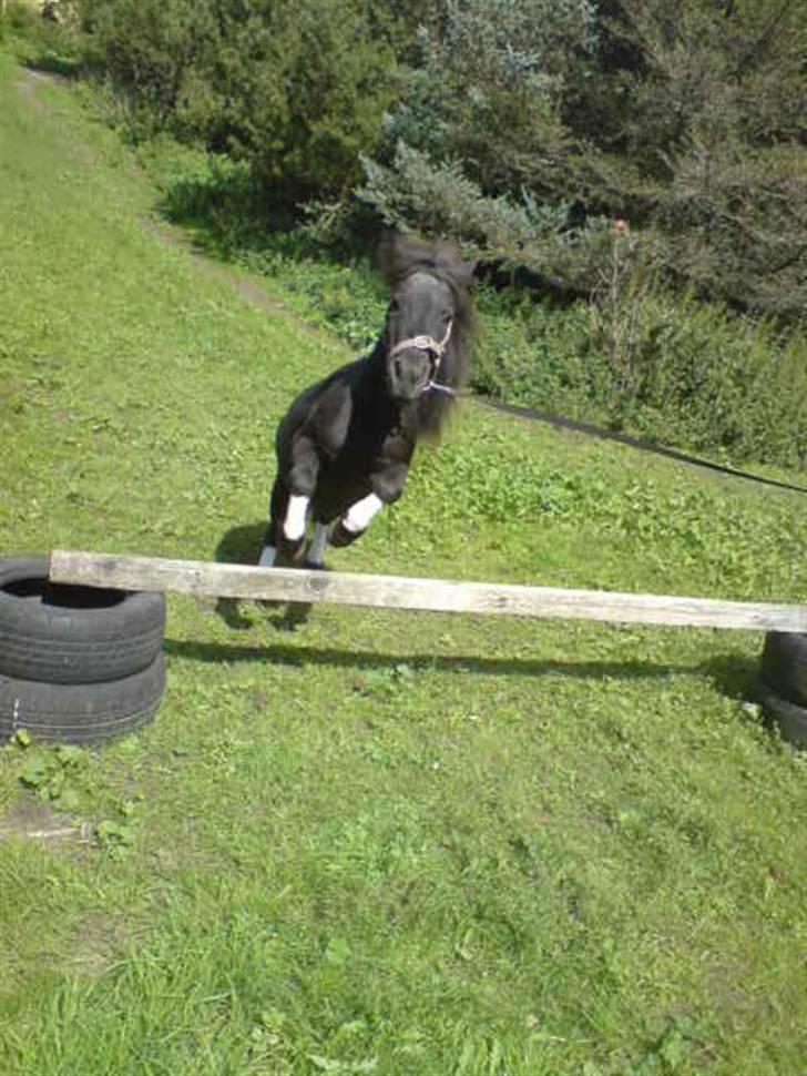 Shetlænder Beauty savner dig !! <3 - spring foto: trine B #9 billede 9