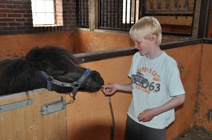 Shetlænder Jolly billede 17