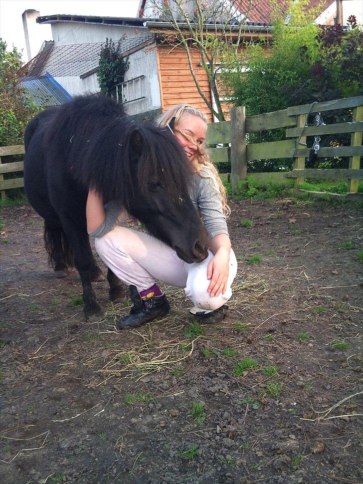 Shetlænder Winny SOLGT - græsser i baghaven((== billede 1