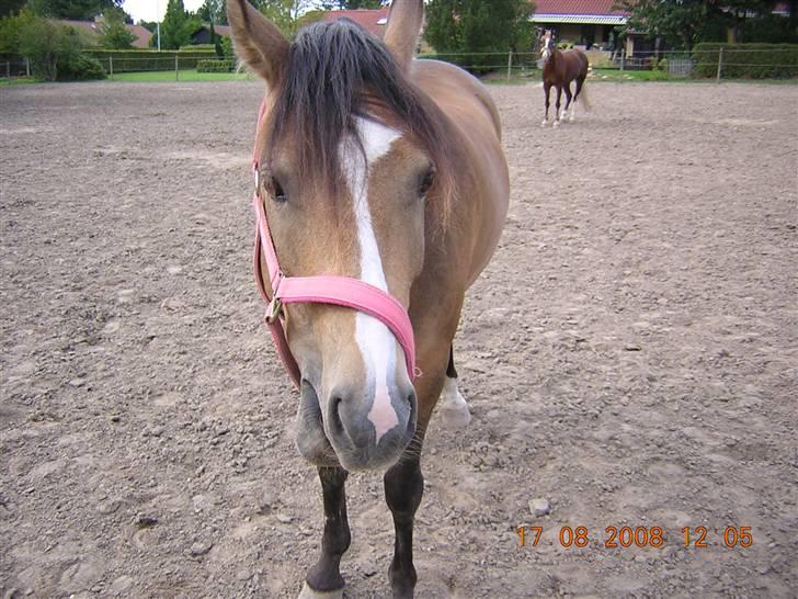 Anden særlig race Diva<3 (Gl.part) SAVNET! - 7. hehe x) billede 7