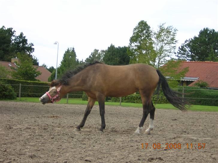 Anden særlig race Diva<3 (Gl.part) SAVNET! billede 9