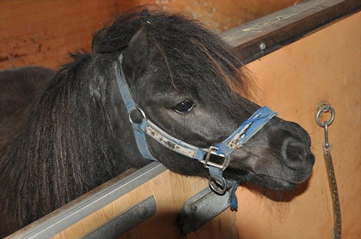 Shetlænder Jolly billede 19