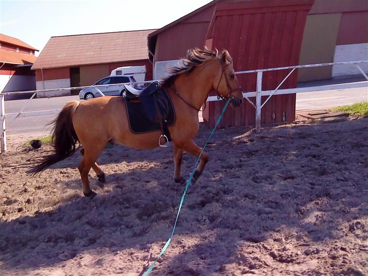 Anden særlig race Julius: red - Julius blir longeret<3 billede 13