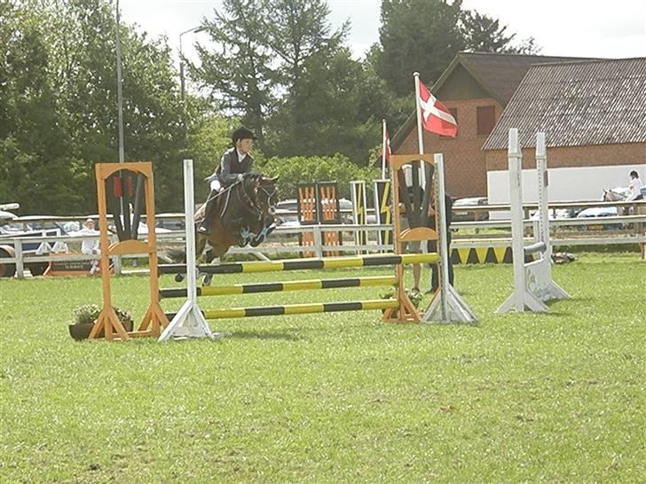 Welsh Pony (sec B) Bjerregård´s Felix B-pony - Han er ikk glad for at røre bommen ;D billede 14