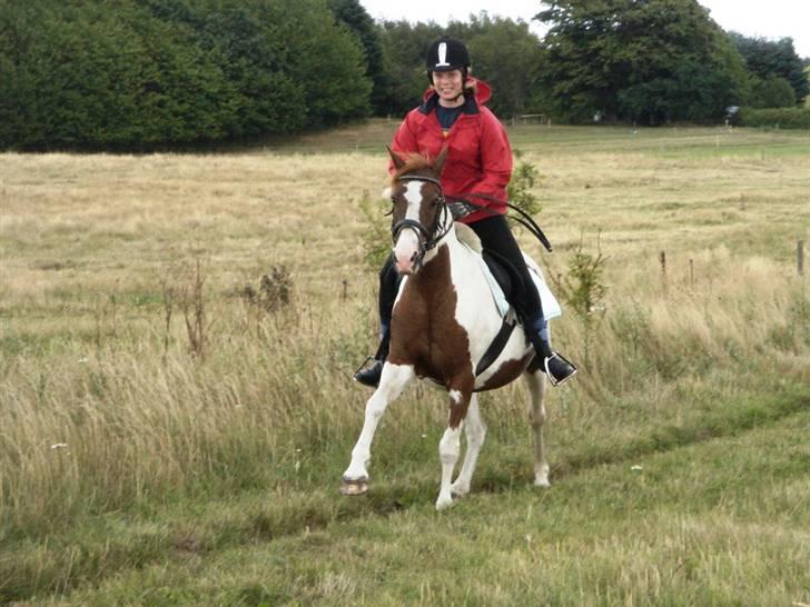 Pinto Speedy I I  - galop op ad bakken :) Foto: Anne MD .. billede 13