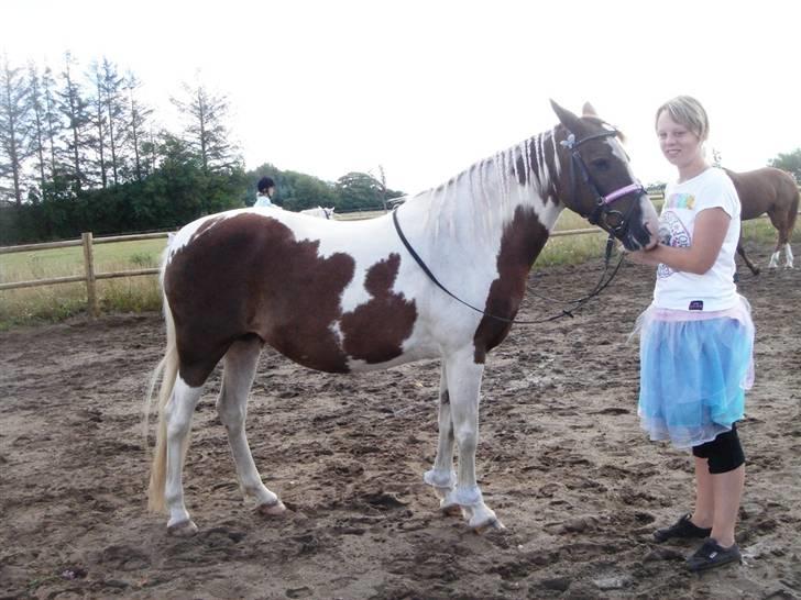 Pinto Speedy I I  - striglekonkurrence :) Foto: Anne MD .. billede 14