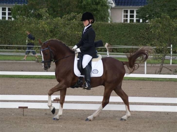 Tysk Sportspony Danubio 3 - R.I.P.  - :D billede 13