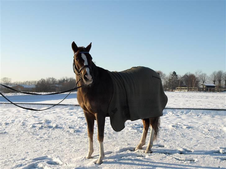 Tysk Sportspony Danubio 3 - R.I.P.  - Min hingste basse.. Love you billede 16