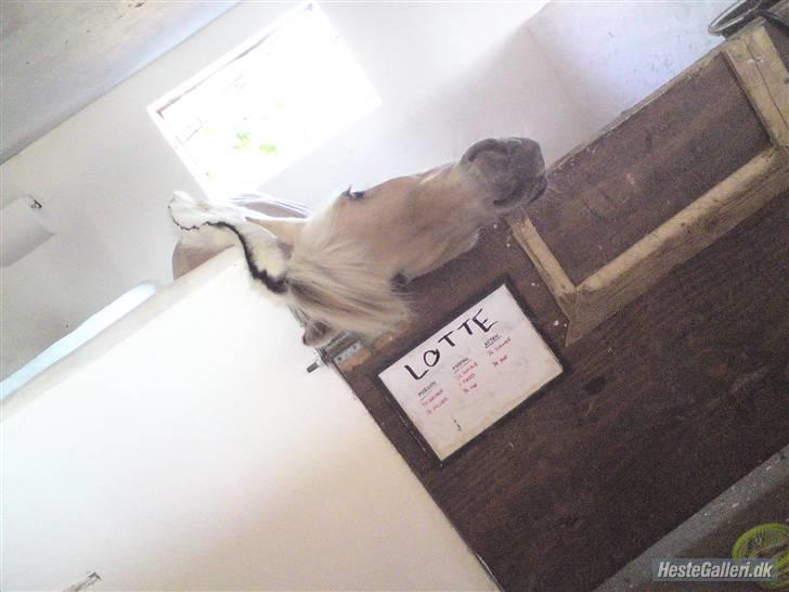 Fjordhest GasMads "solgt og savnet" - det var alt, smid gerne en bedømmelse (= kh Gas Mads og Michala <3 billede 19