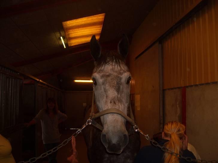 Dansk Varmblod Caezar <3 :'(  † RIP †  - Lille mand! Tror det var dagen efter jeg fik ham billede 5