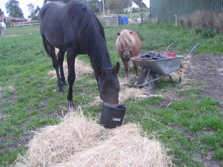 Dansk Varmblod Højagers Lukina ;D - hun er sååå sød! billede 5
