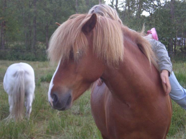 Islænder Flugar  billede 1