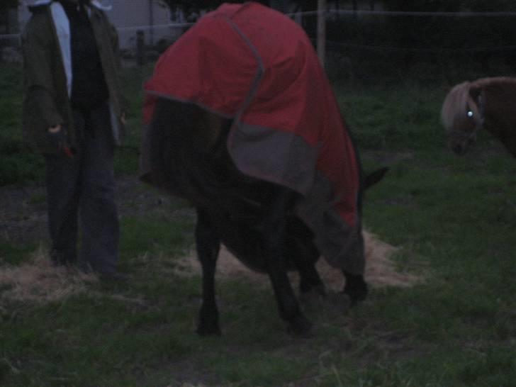 Dansk Varmblod Højagers Lukina ;D - Her står hun på knæ og spiser sin mad :D?? billede 7