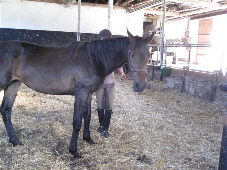 Dansk Varmblod Højagers Lukina ;D - Højagers Lukina ! billede 8