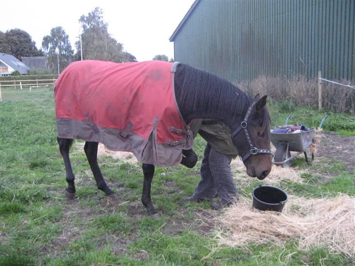 Dansk Varmblod Højagers Lukina ;D - hun er så sød ! billede 9