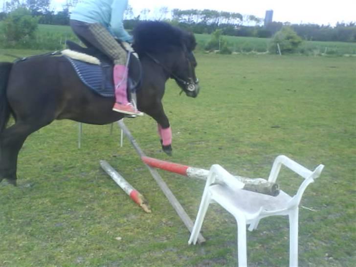 Shetlænder Sdr. Engesgards Lotte <3  - ^lotte og sofie:D..<3 billede 20