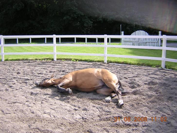 Anden særlig race Diva<3 (Gl.part) SAVNET! - 10. slapper af foto: Riis <3 billede 10