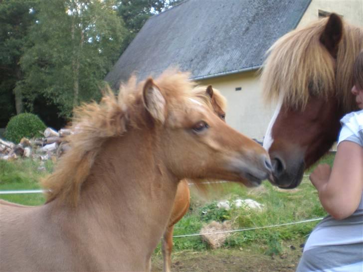 Islænder Fylkir billede 1